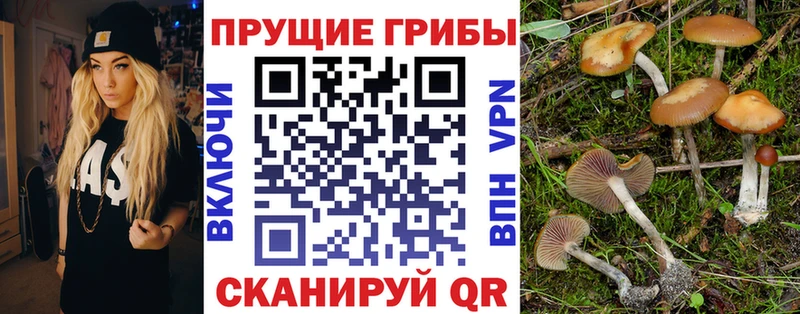 Псилоцибиновые грибы мицелий Полысаево